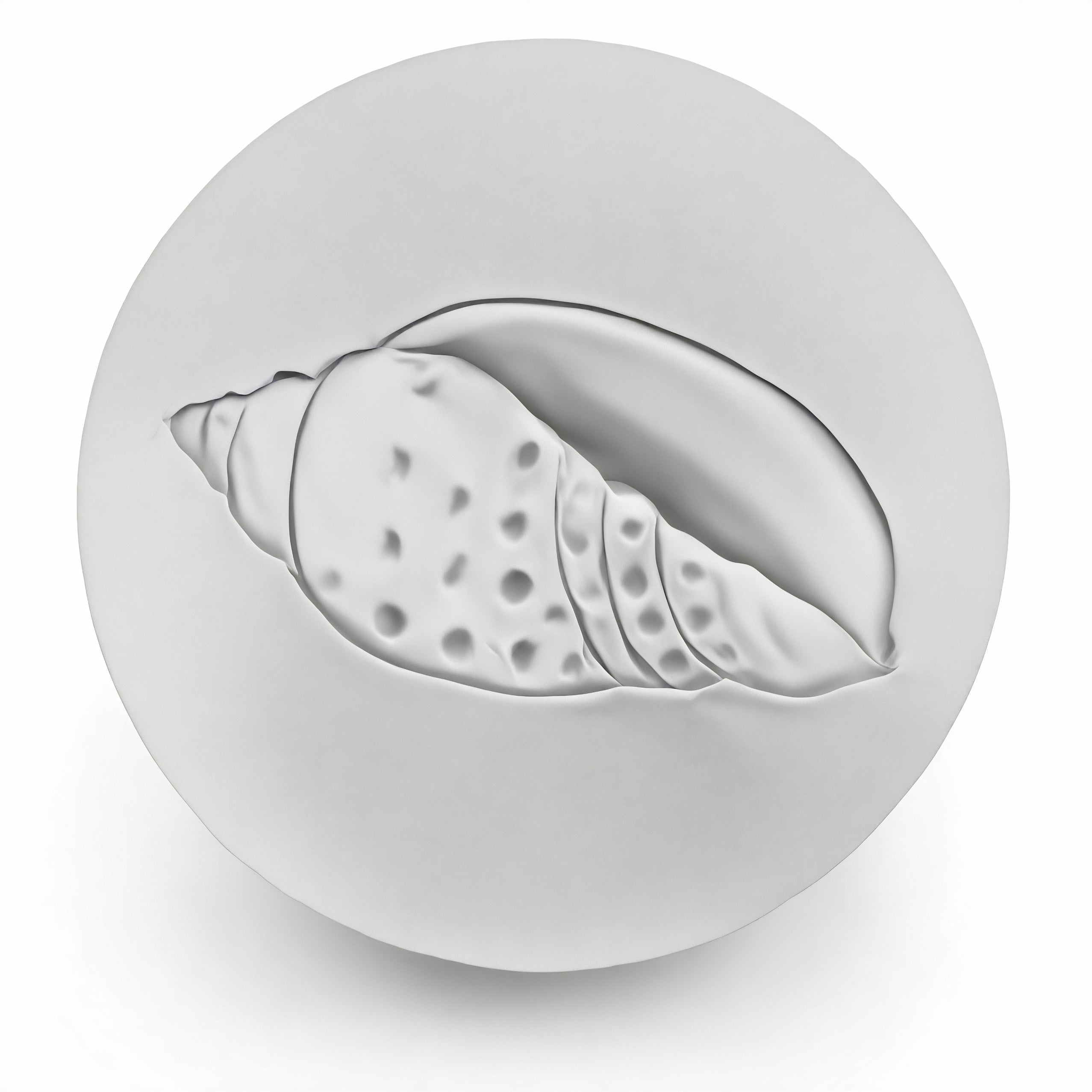 Junonia Shell Drink Coasters
