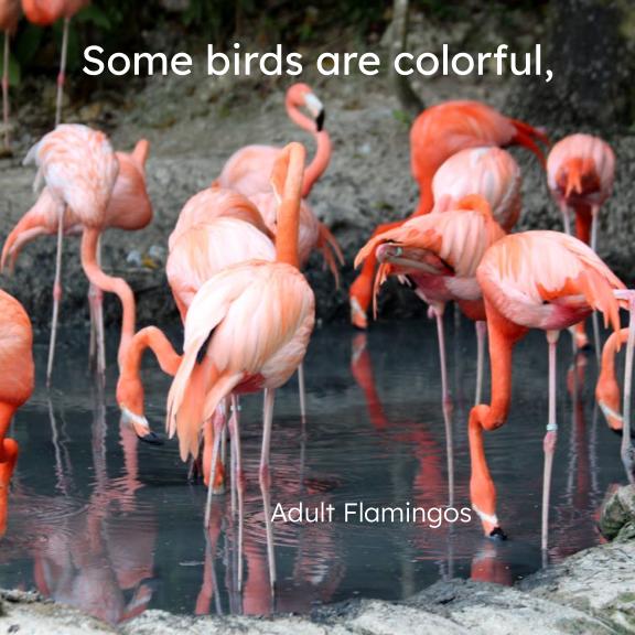 Birds book