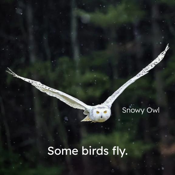Birds book