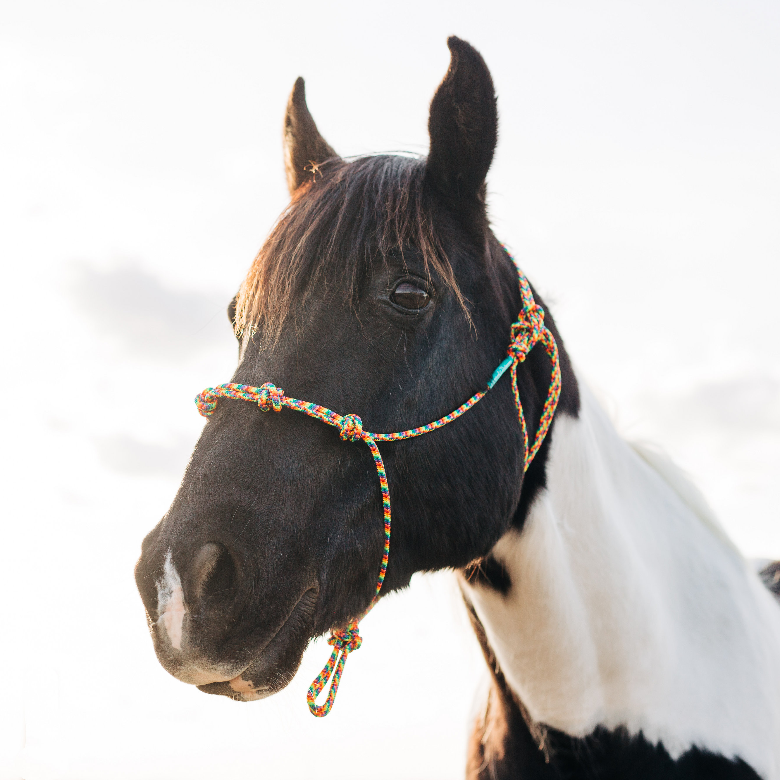 Stiff 4 Knot Clinician Training Halter